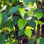 Image result for Piper Betel Plant