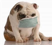 Image result for Dog Wearing a Mask