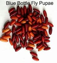 Image result for House Fly Pupa