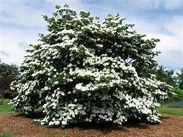 Image result for Cornus X Venus Dogwood