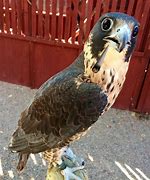 Image result for Shocked Hawk