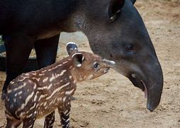 Image result for Tapir Lips