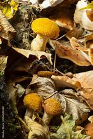 Image result for Amarillia Fungus