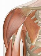 Image result for Shoulder Muscular Anatomy