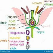 Image result for Angiosperm Flower