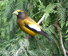 Image result for Grosbeak Bird Habitat