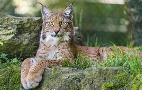 Image result for A Lynx Cat