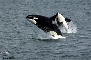 Image result for Medieval Marine Mammals