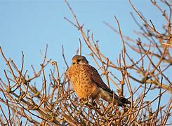 Image result for Kestrel