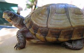 Image result for Pet Three Toed Box Turtle