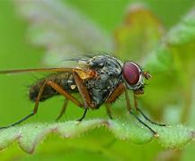 Image result for Fly Side View