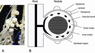 Image result for Soybean Nodule