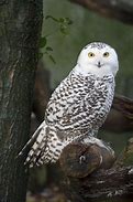 Image result for Snow Owl Sigil