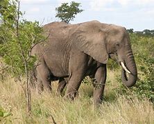 Image result for Habitat Ellie The Elephant