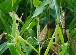 Image result for Corn Harvest Pictures