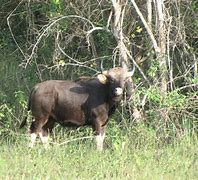 Image result for Gayal Animal