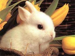 Image result for Cute Easter Bunny Quotes