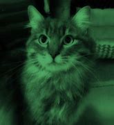 Image result for Green and Black Cat