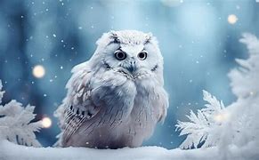 Image result for Snow Owl Cute