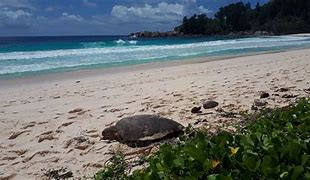 Image result for Seychelles Turtles