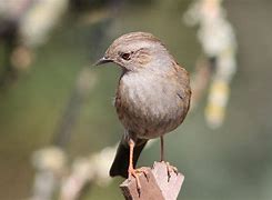 Image result for Dunnock