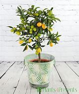 Image result for Large Kumquat