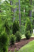 Image result for Emerald Green Forest