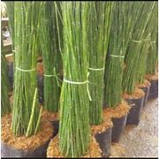 Image result for Bambu Air