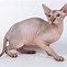 Image result for Cinnamon Sphynx Cat