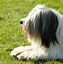 Image result for Shaggy Eared Dog