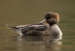 Image result for Hen Hooded Merganser