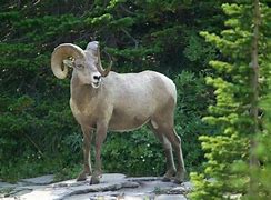 Image result for Sequoia National Park Animals