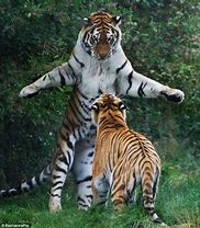 Image result for Whipsnade Zoo Animals List