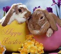 Image result for Pictures of Cute Easter Bunnies