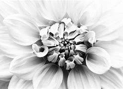 Image result for Macro Eye Photography Black and White