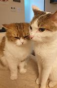 Image result for Cat Chases Tail