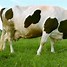 Image result for Cow JPEG