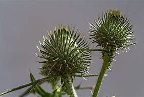 Image result for Scothc Thistle Weed