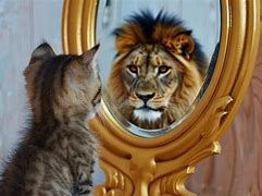 Image result for Cat Mirror Sees Lion