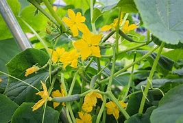 Image result for Cucumber Plant