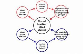 Image result for Insulin Feedback Loop