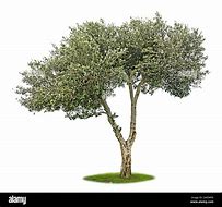 Image result for White Olive Tree On Black Background