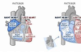 Image result for Interatrial Septum Anatomy