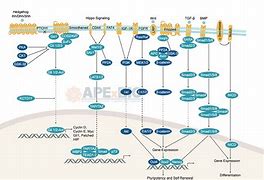 Image result for Cell Pathways Chart