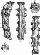 Image result for Ornithodesmus