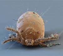 Image result for Harvest Mite