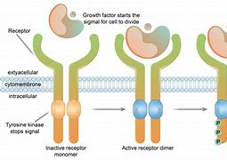 Image result for Receptor Tyrosine Kinase