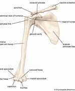 Image result for Ox Humerus