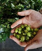 Image result for Brewery Gems