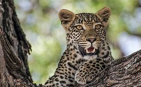 Image result for Big Cats Fotos